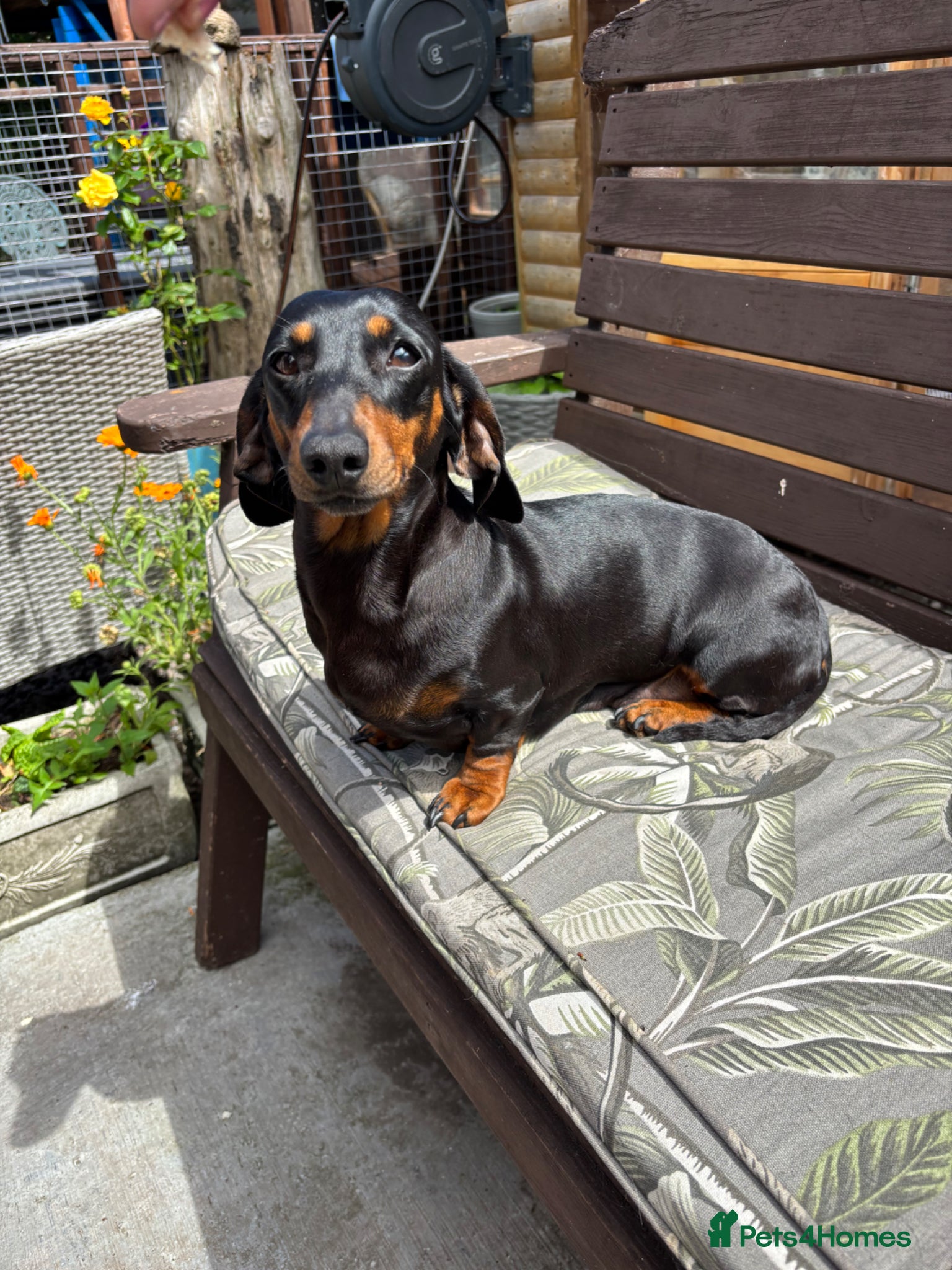 Dachshund dogs Dachshund miniature smooth girl - Advert 1