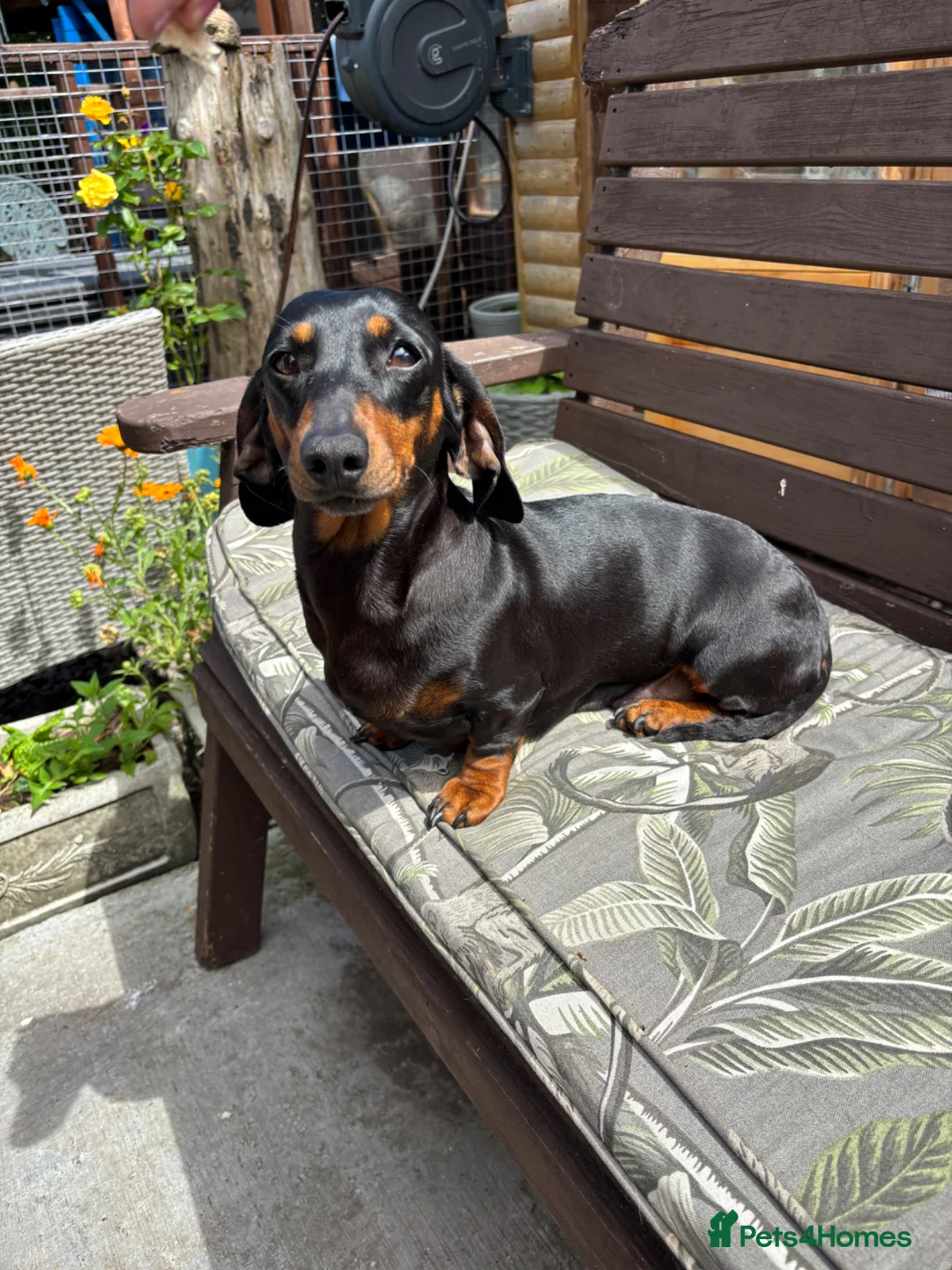Dachshund dogs for sale: Dachshund miniature smooth girl - Advert 1