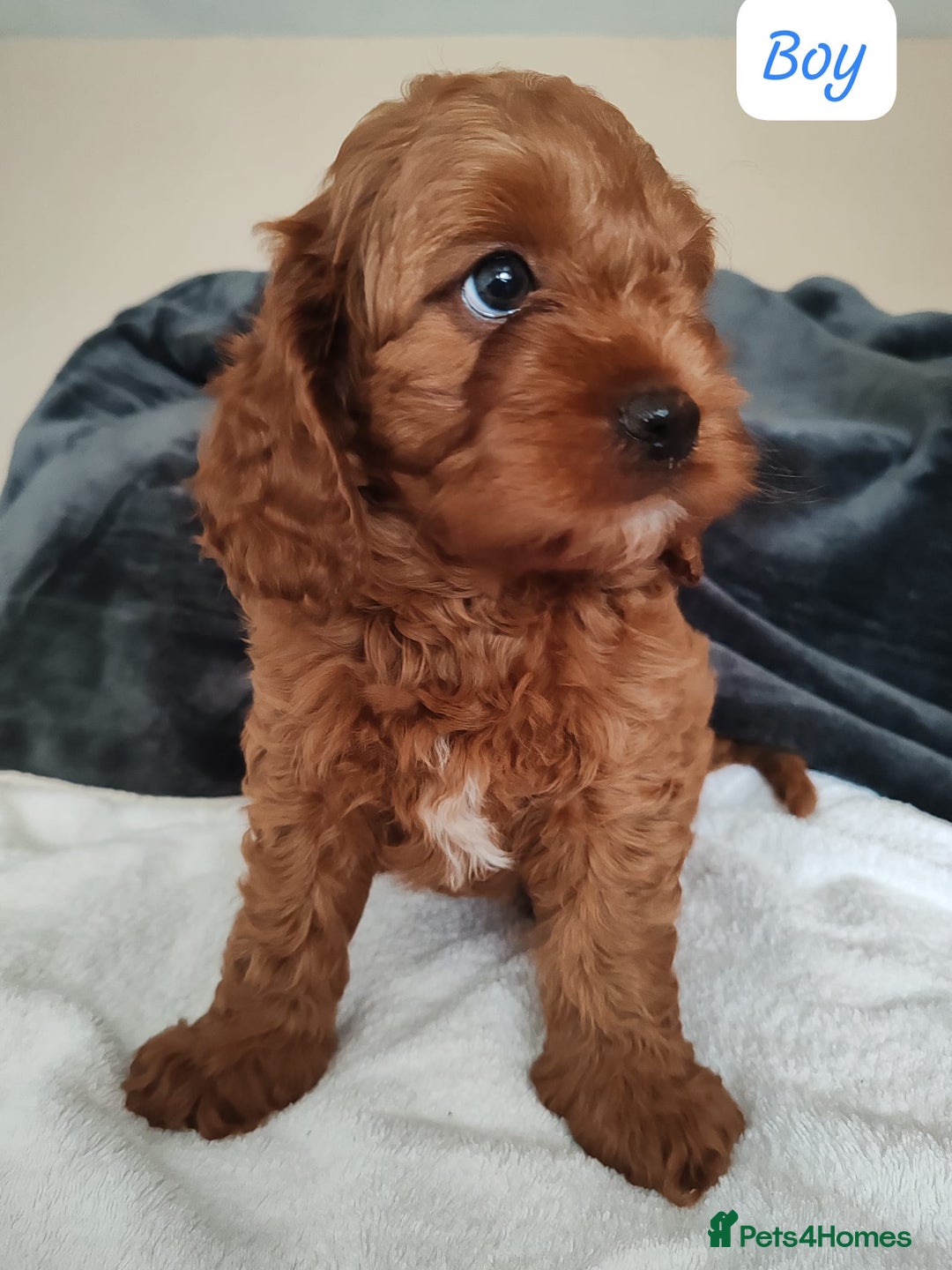 Cavapoo dogs for sale: Lovely Cavapoo puppies - Image 4