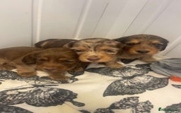 Miniature Dachshund dogs for sale: Long haired dapple miniature Dachsund puppies - Image 4