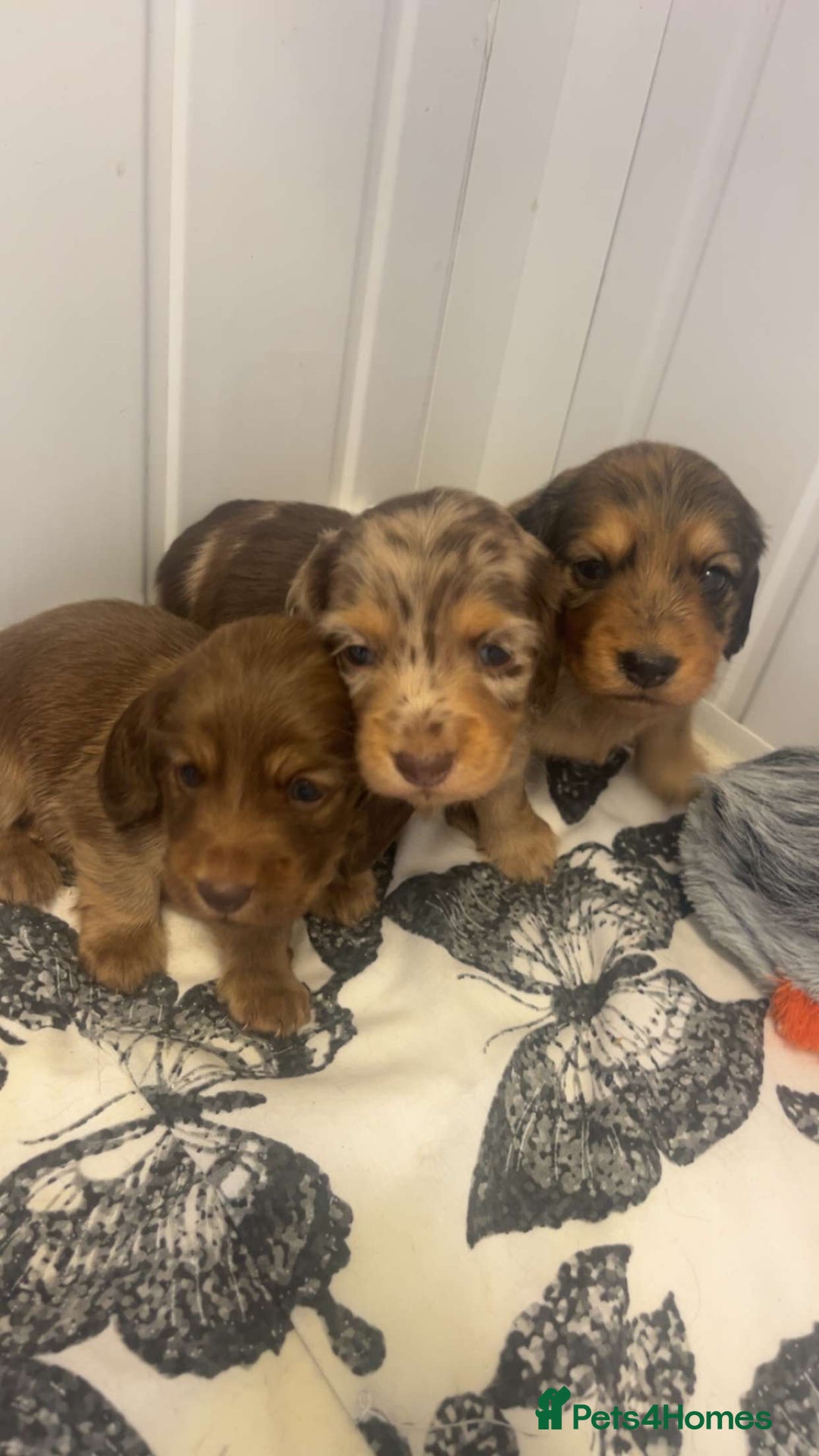 Miniature Dachshund dogs for sale: Long haired dapple miniature Dachsund puppies - Image 4