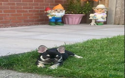 French Bulldog dogs for sale: 2 beautiful french bulldog puppies available  in Oldbury - Image 5