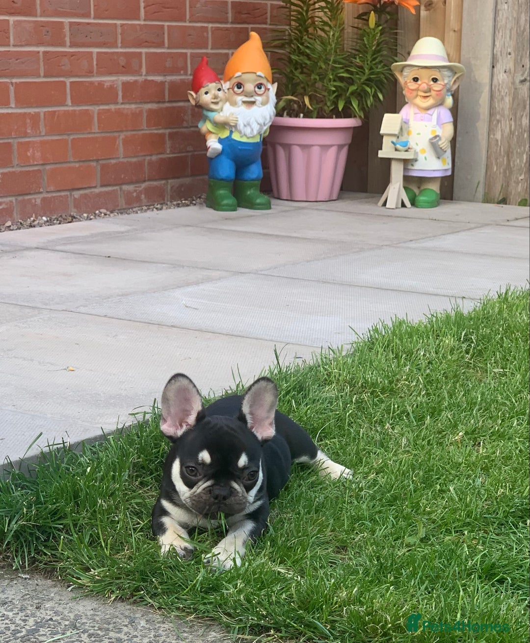 French Bulldog dogs for sale: 2 beautiful french bulldog puppies available  in Oldbury - Image 5
