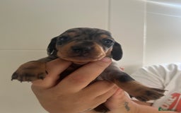 Miniature Dachshund dogs for sale: Champion line miniature Dachshunds KCREG PRACLEAR  - Image 30