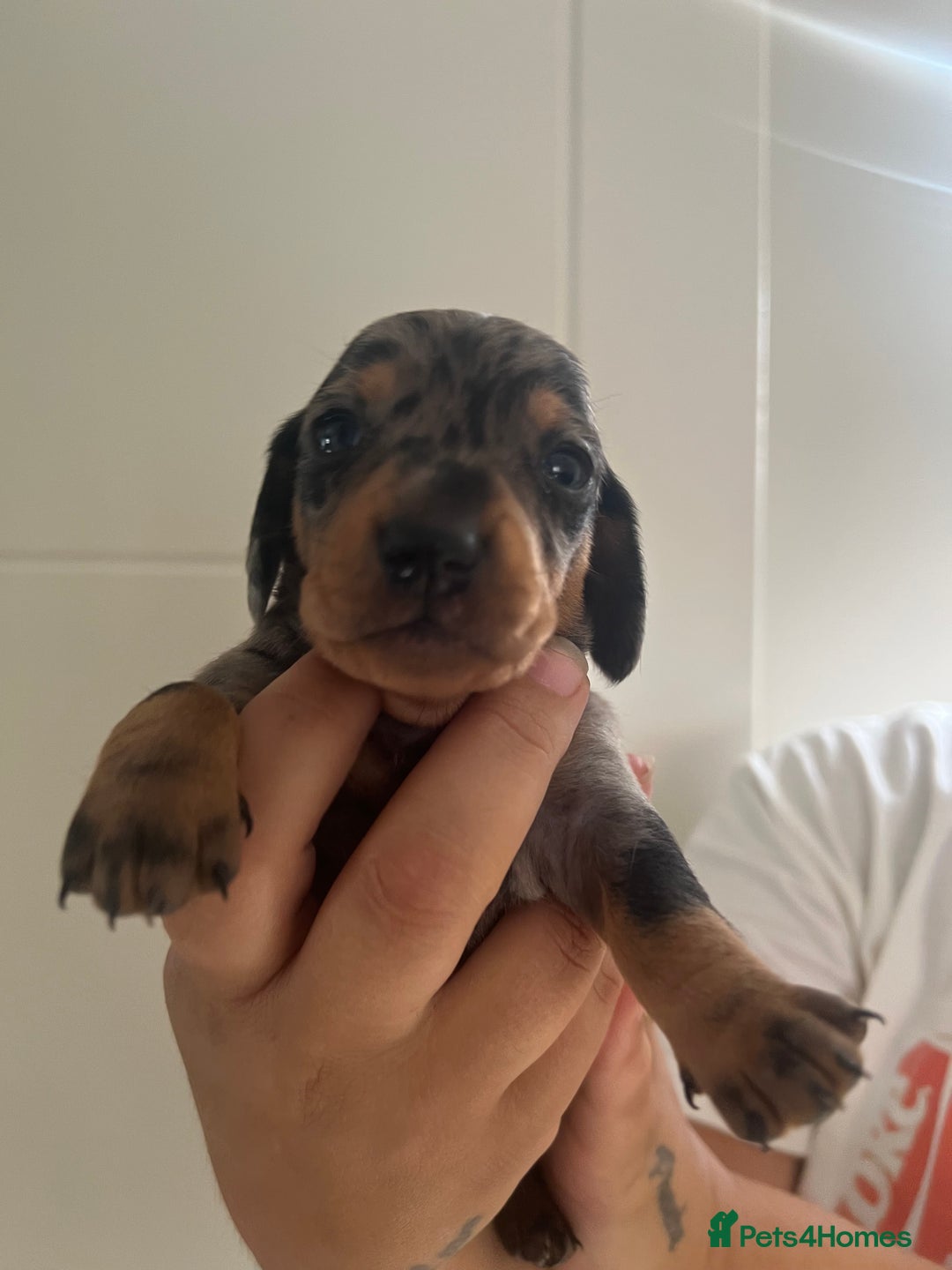 Miniature Dachshund dogs for sale: Champion line miniature Dachshunds KCREG PRACLEAR  - Image 30