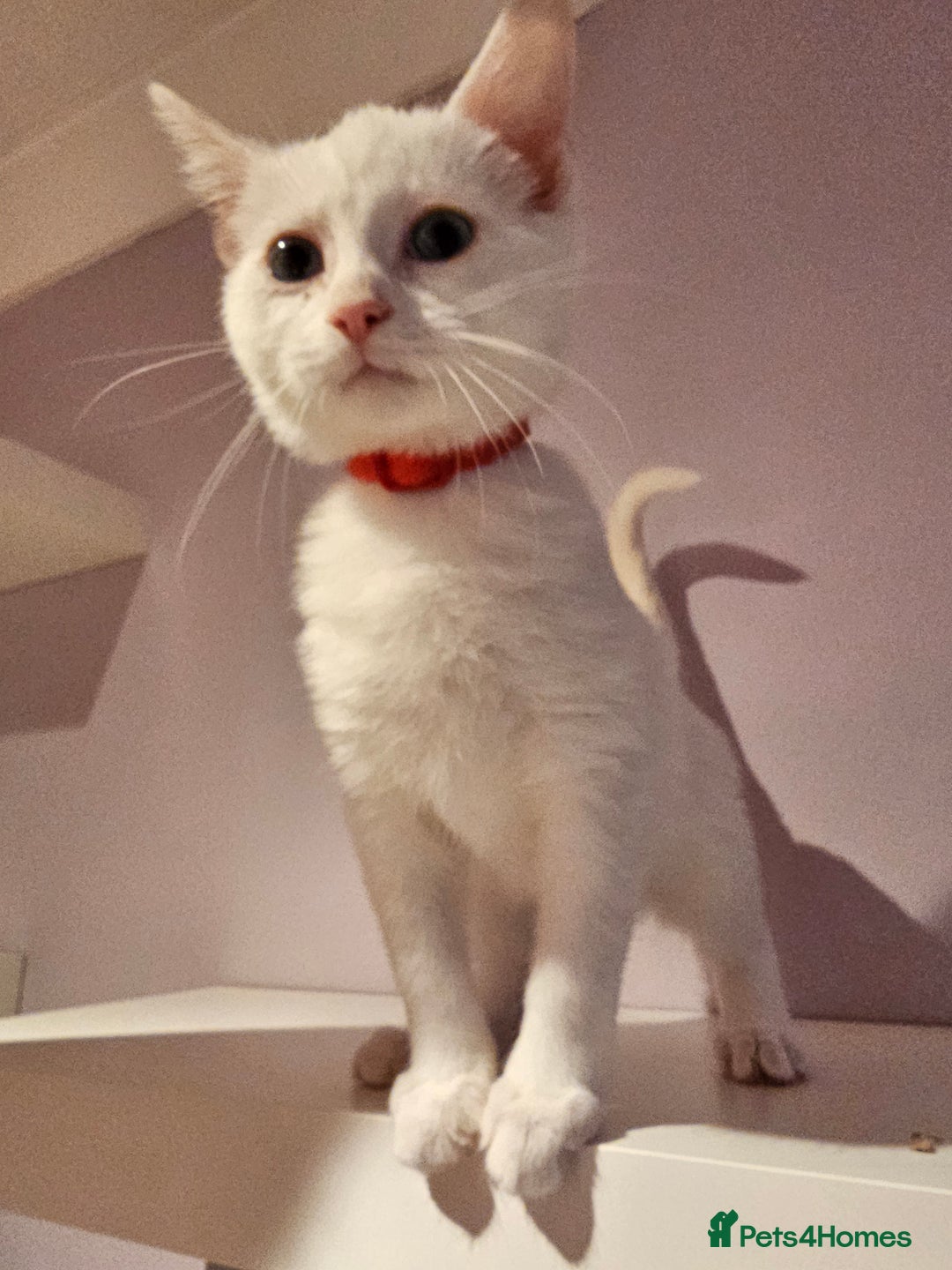 Ragdoll cats for sale: Loving half Ragdolls - Image 22