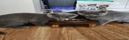 Scottish Fold cats for sale: Beautiful Grey Scottish Fold Kittens Ready Now😺 - Advert 1