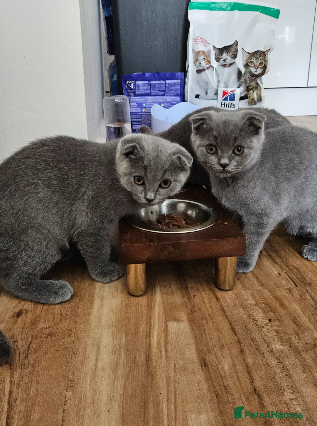 Scottish Fold cats for sale: Beautiful Grey Scottish Fold Kittens Ready Now😺 - Advert 1