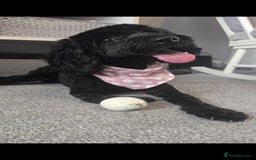 Cockapoo dogs for sale: Molly F1 cockapoo 💝 - Advert 1