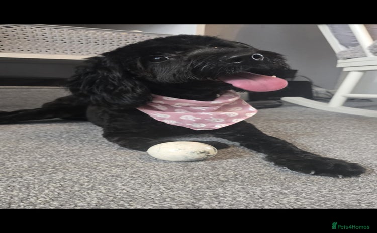 Cockapoo dogs Molly F1 cockapoo 💝 - Advert 1