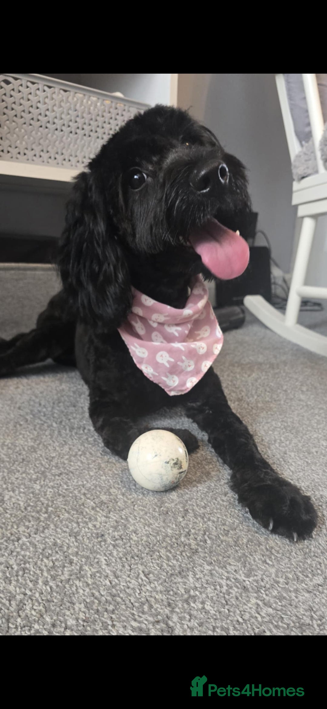 Cockapoo dogs for sale: Molly F1 cockapoo 💝 - Advert 1