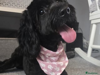 Cockapoo dogs Molly F1 cockapoo 💝 - Advert 3