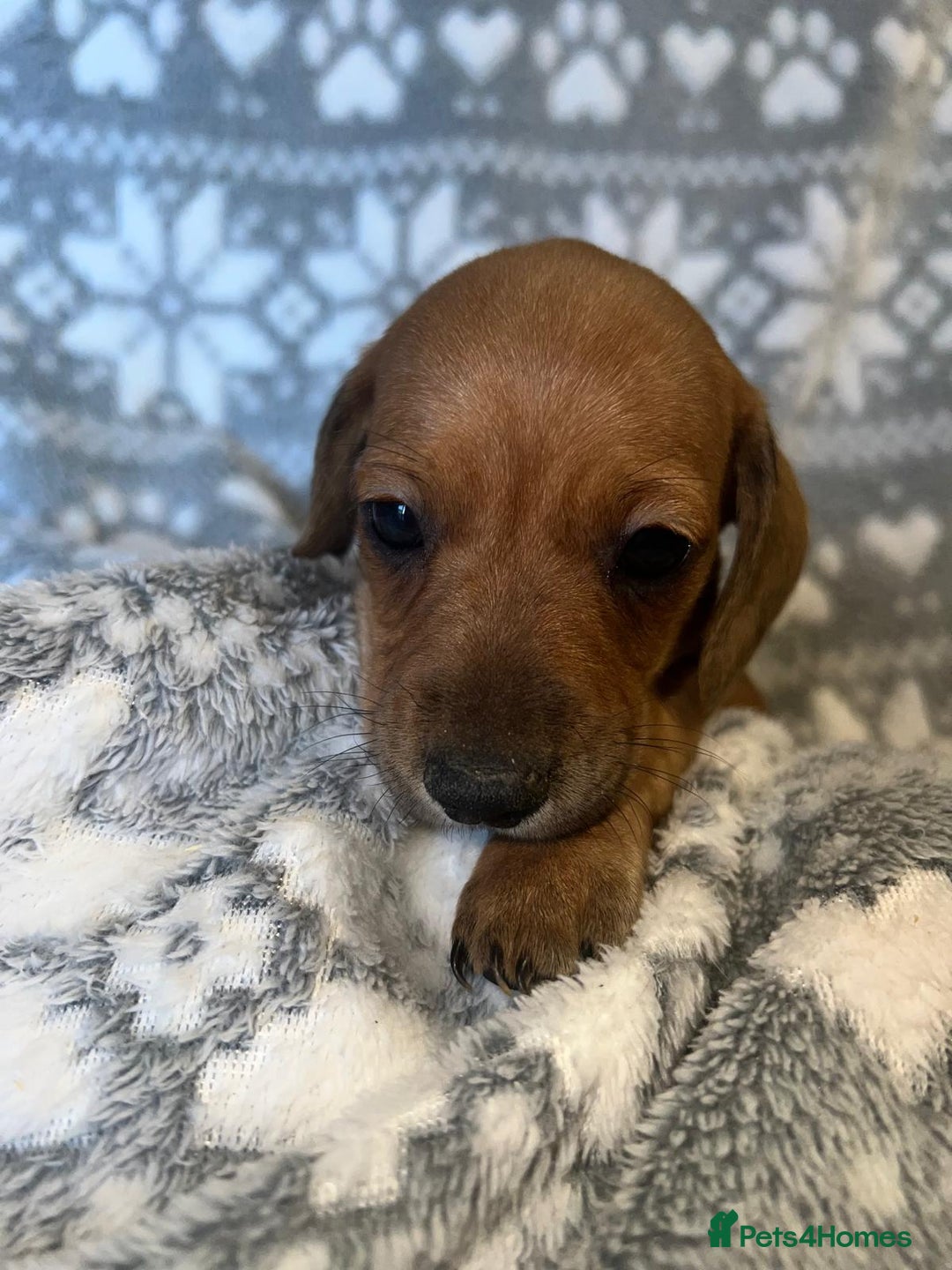 Miniature Dachshund dogs for sale: Kc registered miniature dachshunds  - Image 7