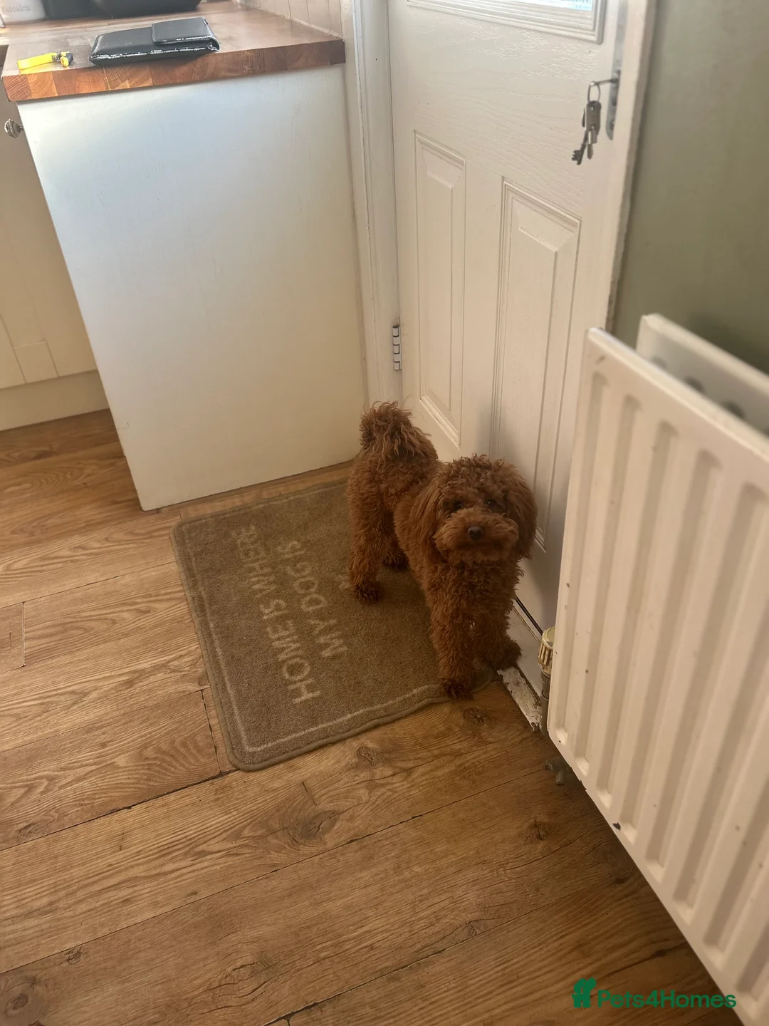 Poodle dogs for stud: Kc Fox red toy poodle for stud  - Advert 4