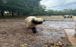 Sheep livestock for sale: Registered Valais Ewe’s  - Image 3