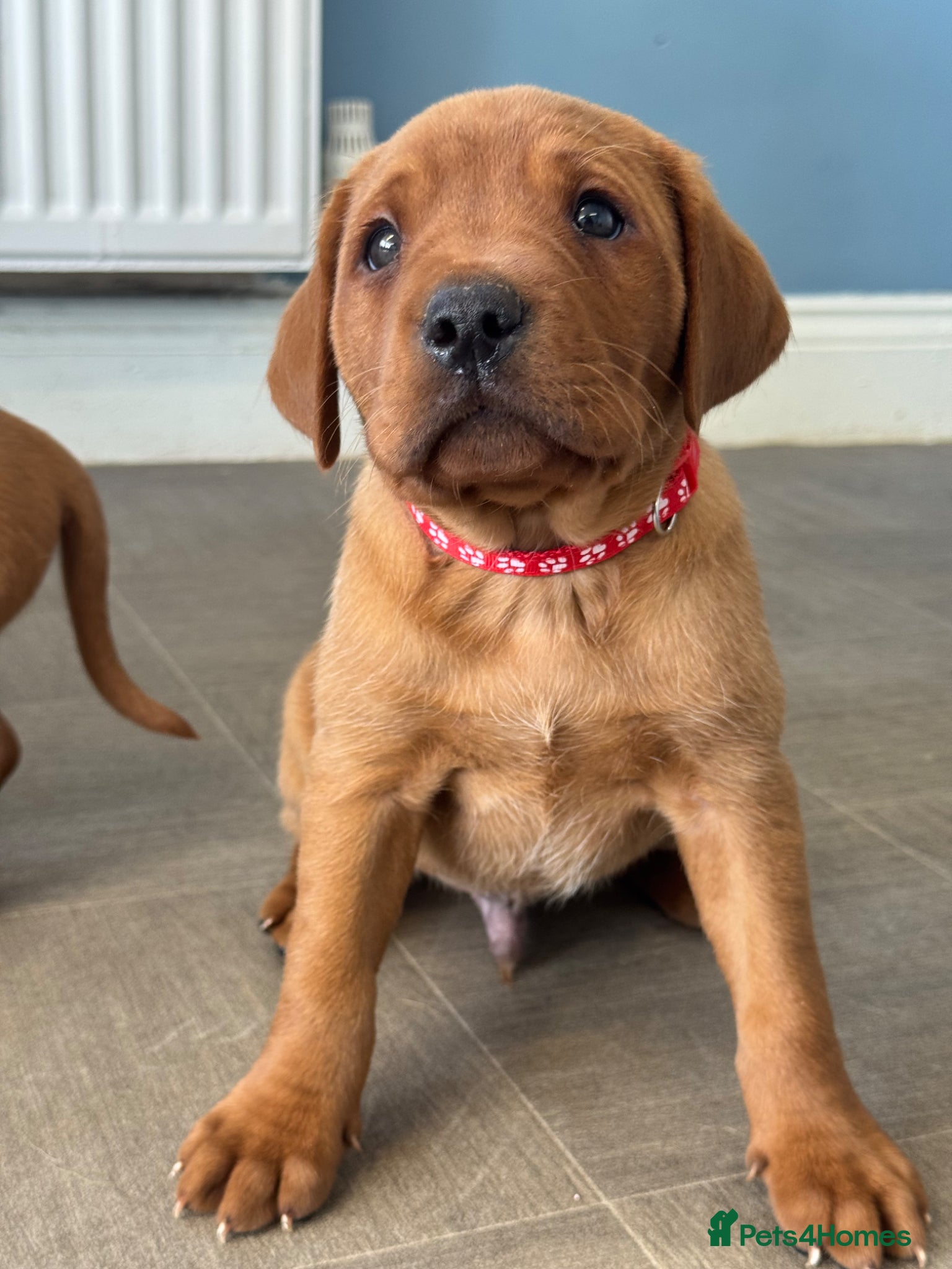 Labrador Retriever dogs Stunning fox red litter - fully health tested  - Advert 1