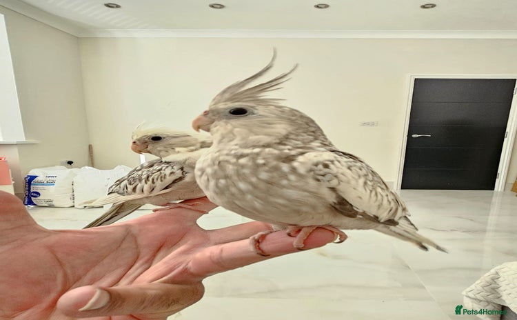 Cockatiels birds - Advert 2