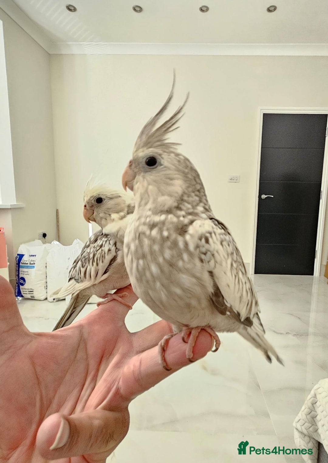 Cockatiels birds for sale: Fully Tame and Handreared Cockateil Parrot - Image 1