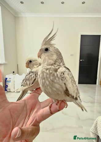 Cockatiels birds - Advert 3