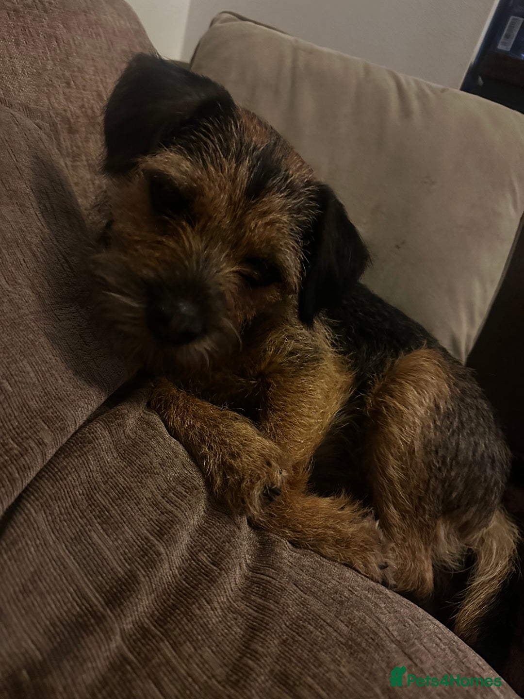Border Terrier dogs for stud: KC registered, Slem clear first time stud - Advert 3