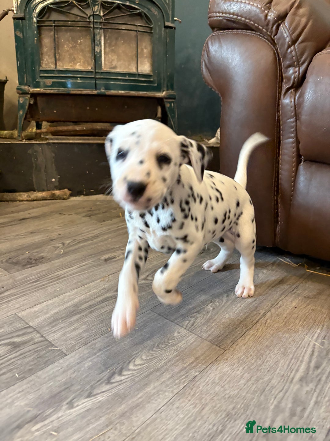 Dalmatian dogs for sale: The most beautiful beautiful Dalmatian puppies  - Advert 8
