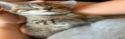 Mixed Breed cats for sale: Tabby torty cross in Derby - Advert 7