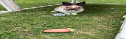 Netherland Dwarf rabbits for sale: Netherland Dwarf Bunny * Last one ready now *  - Advert 3