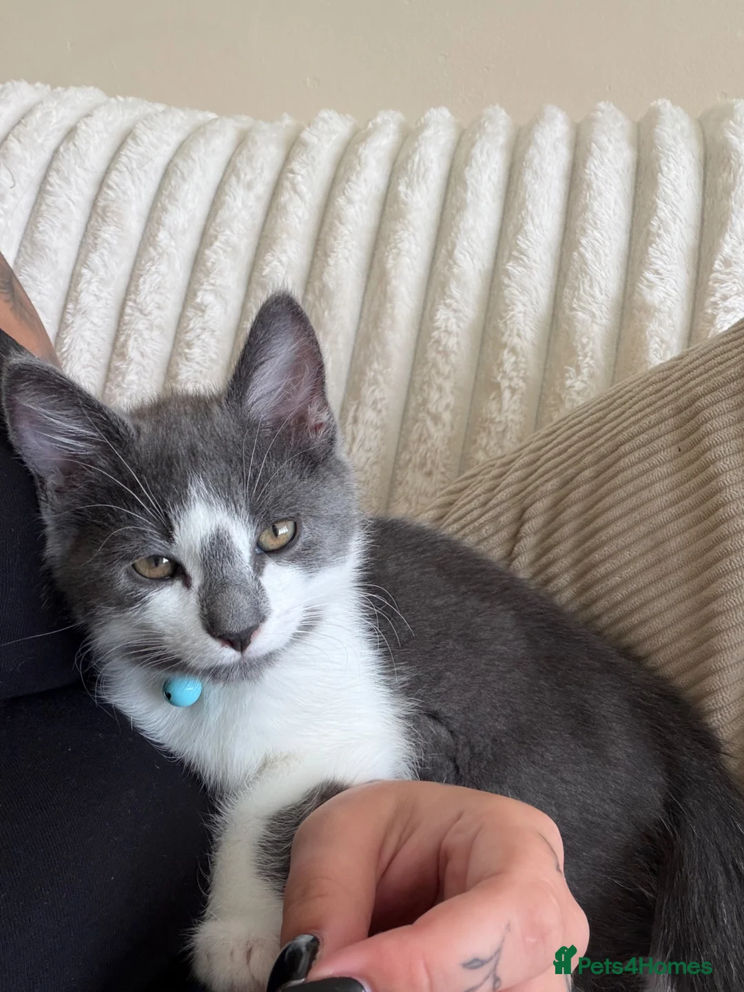 Mixed Breed cats for sale: Two bonded kittens - Advert 11