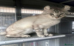Keetso cats for sale: Rare polydactyl keetso male  - Image 13