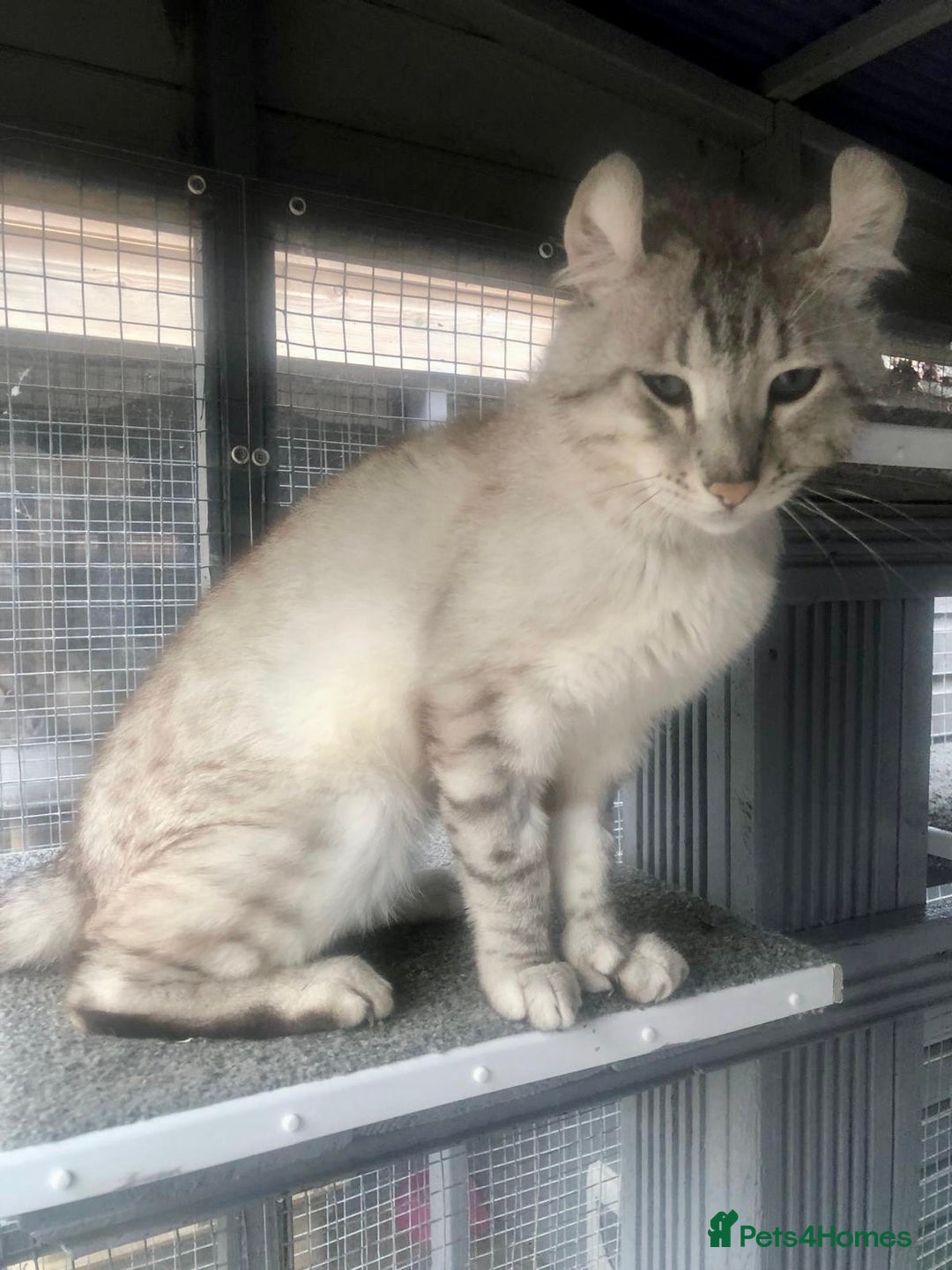Keetso cats for sale: Rare polydactyl keetso male  - Image 13