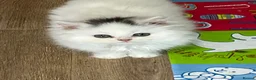 Turkish Angora cats for sale: Stunning Turkish Angora x Persian  - Advert 7