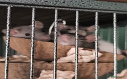 Rat rodents for sale: 4 gorgeous rats for adoption  - Advert 3
