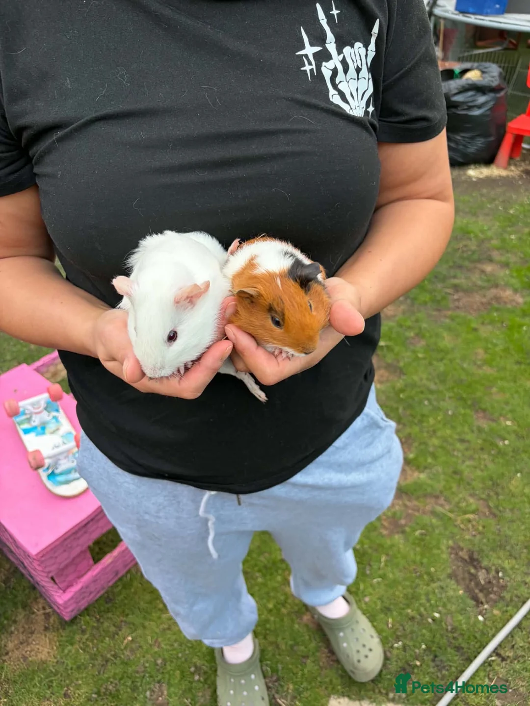 Guinea Pig rodents for sale: female guinea pig pair  - Advert 2