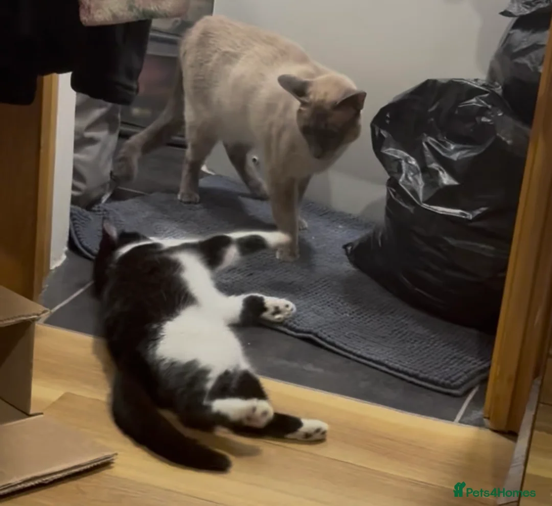 Domestic Shorthair cats for sale: Adult female black & white cat in London - Advert 3