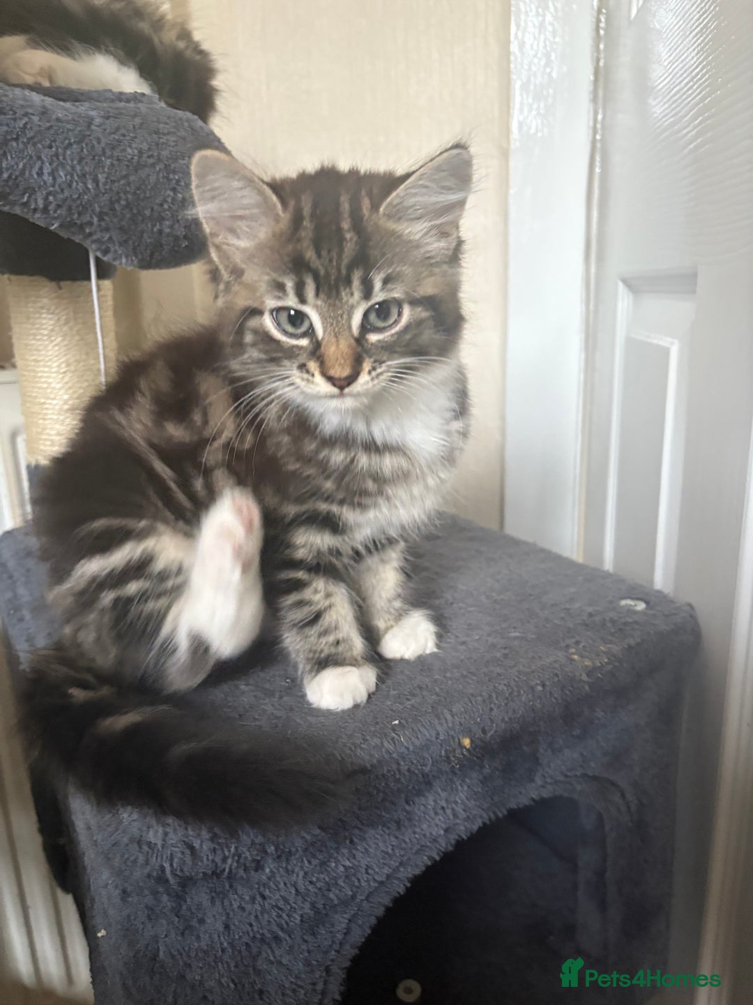Mixed Breed cats for sale: Kittens for sale - Image 2