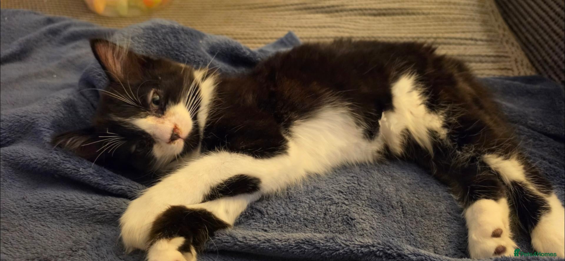 Mixed Breed cats Beautiful kittens  - Advert 4
