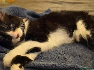 Mixed Breed cats Beautiful kittens - Advert 4