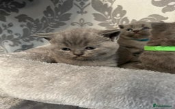 British Shorthair cats for sale: Stunning British shorthair kittens - Image 9