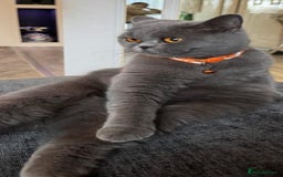 British Shorthair cats for sale: Blue British short-hair kittens - Image 8