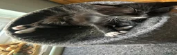 Mixed Breed cats for sale: Kittens in Keston - Advert 4