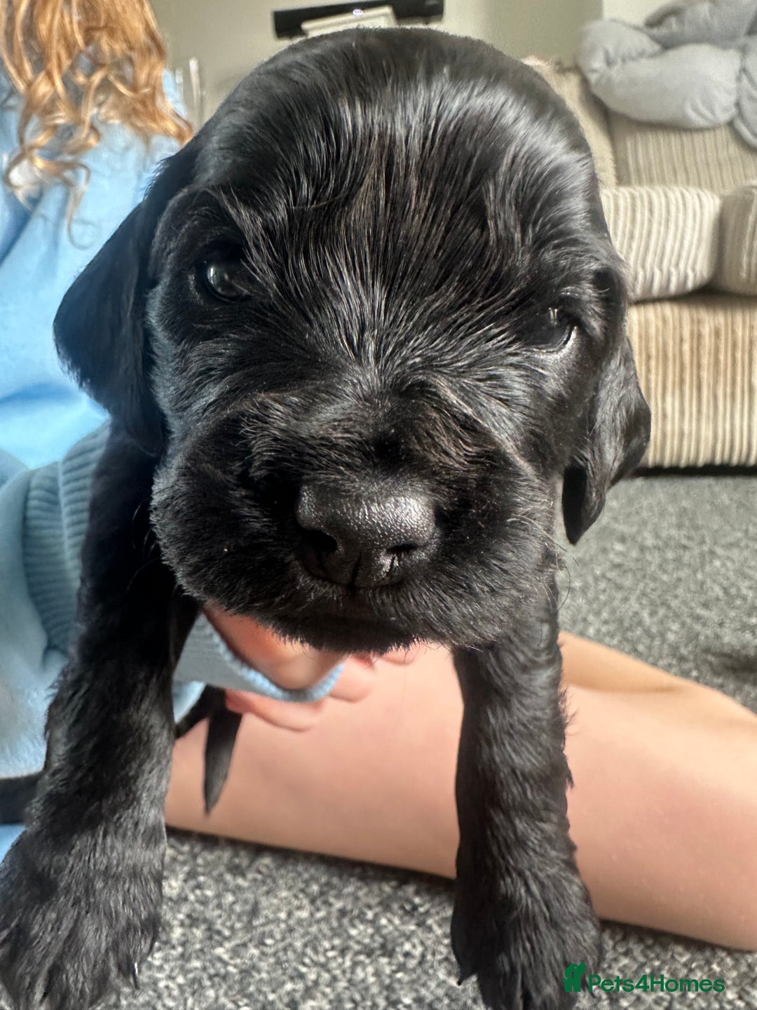 Cocker Spaniel dogs for sale: Beautiful Cocker Spaniel Puppies - Image 21