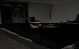 Bengal cats for sale: Half Bengal For Sale - Image 3
