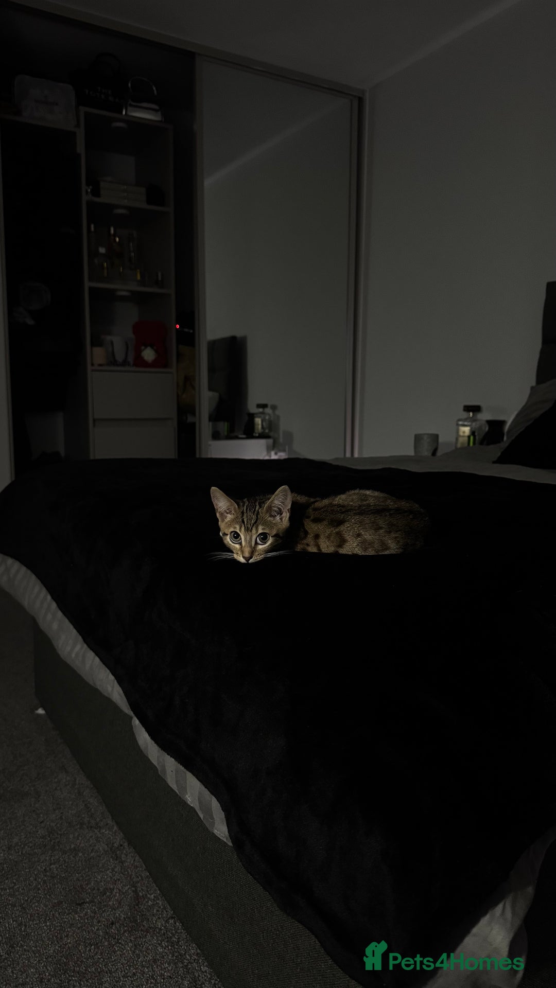 Bengal cats for sale: Half Bengal For Sale - Image 3