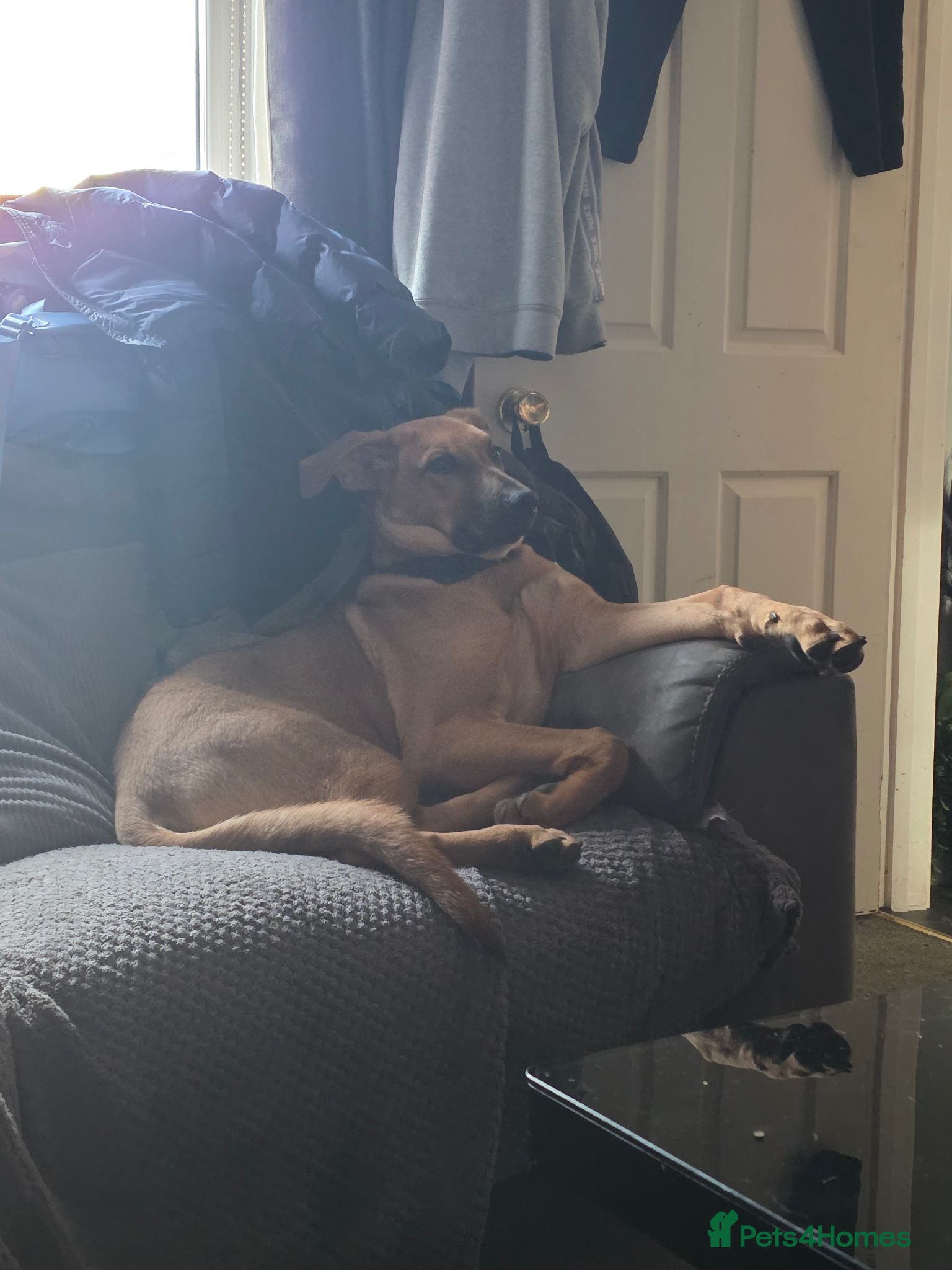 Mixed Breed dogs Ridgeback cross for sale - Advert 1