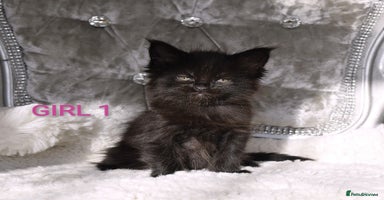 Maine Coon cats - Advert 10