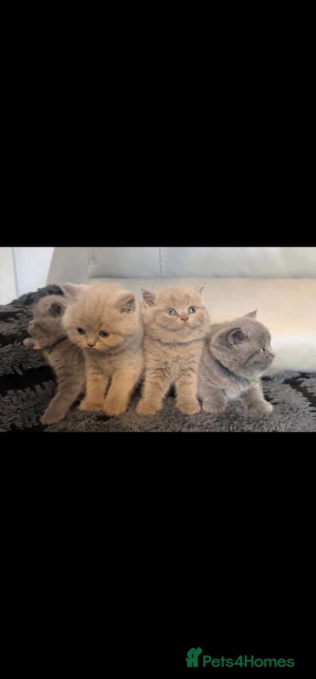 British Shorthair cats for sale: STUNNING! CHUNKY! Pure British Shorthair Kittens! - Advert 4