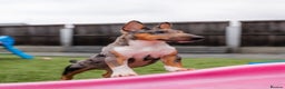 Miniature Bull terrier dogs for sale: Exotic 🎨 Miniature 🧬 Bullterrier Puppies 🐶 - Advert 6
