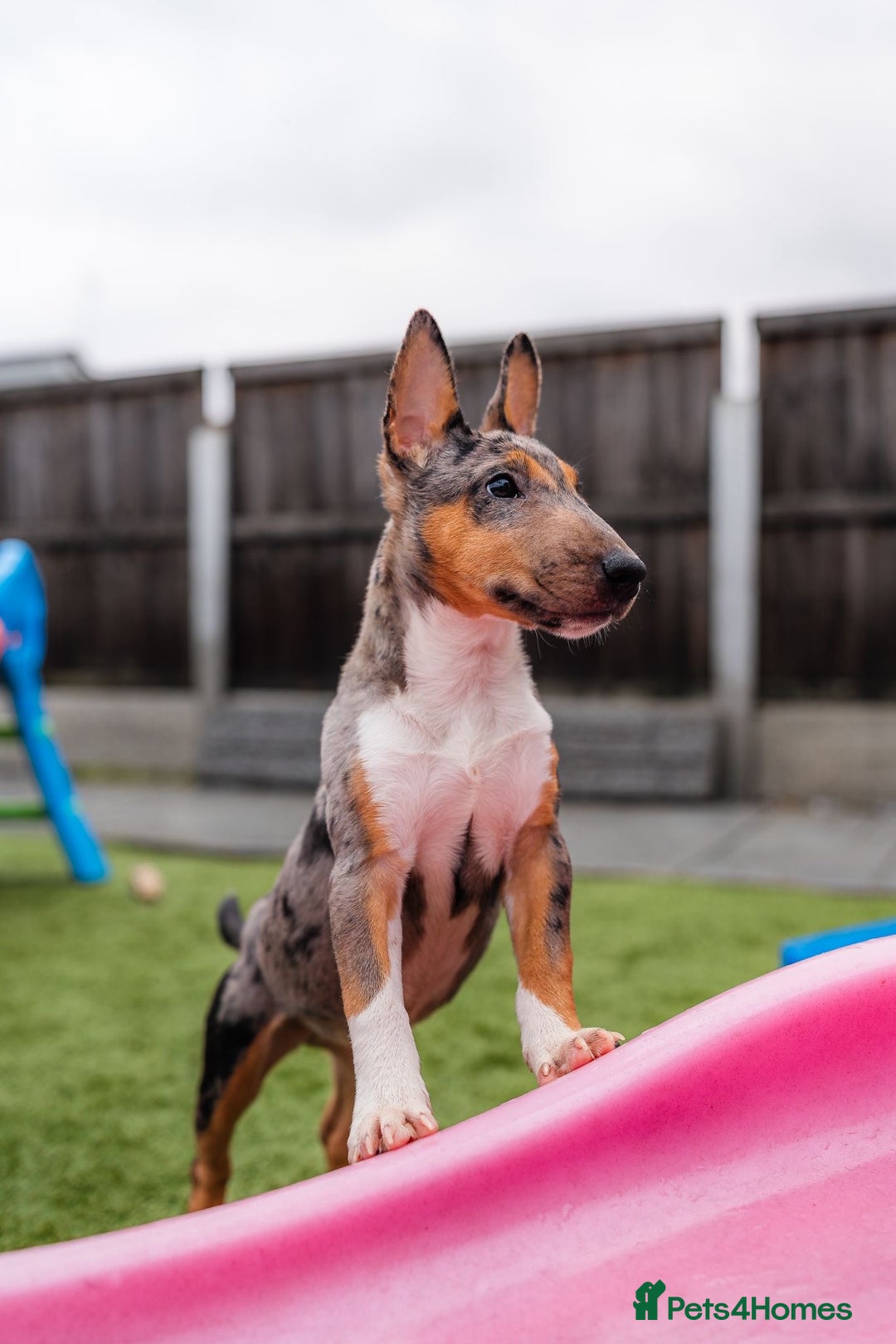 Miniature Bull terrier dogs for sale: Exotic 🎨 Miniature 🧬 Bullterrier Puppies 🐶 - Advert 6