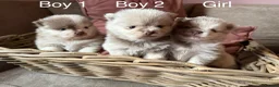 Pomeranian dogs for sale: Lilac Merle Babies - Petite, Quality, Teddy Pups - Advert 11