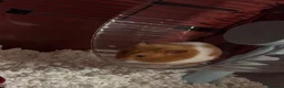 Hamster rodents for sale: Timid Syrian boy called Whiskey - Advert 3